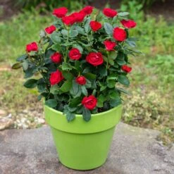 Petite Knock Out® Rose 9 Petite Knock Out® Rose -Garden Plant Store Petite Red Knockout Rose5 FGT