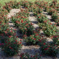 Petite Knock Out® Rose 12 Petite Knock Out® Rose -Garden Plant Store Petite Red Knockout Rose6