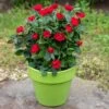 Petite Knock Out® Rose 1 Petite Knock Out® Rose -Garden Plant Store Petite Red Knockout Rose FGT 600x600 70e7a7b5 d660 489f 9ff3 cb48bafed0b7