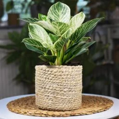 Rare House Plant Kit -Garden Plant Store Philodendron Birkin 1 2d3789b2 defd 41b8 b089 45b1edca4363