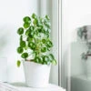 Pilea Peperomioides (Pancake Plant) -Garden Plant Store Pilea Pancake Plant FGT 600x6005 790aec39 dc5d 4914 880d e848f81aa5e3