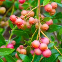 Pink Lemonade Blueberry Bush -Garden Plant Store Pin Lemonade Blueberry 1 26802e0d 4603 49c8 8784 fb7544bea792