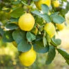 Pineapple Quince Tree 1 Pineapple Quince Tree -Garden Plant Store Pineapple Quince FGT 600x600 c9f82864 a730 4f25 b785 970b4c0a07c4