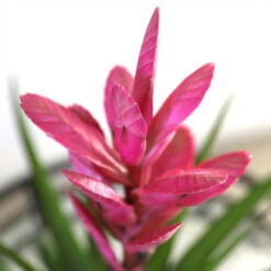 5-Inch Bromeliad In Decorative Pot 12 5-Inch Bromeliad In Decorative Pot -Garden Plant Store Pink Bromiliad 2 e1dd7faf b9f8 429e 84d5 7ce3076db5e3
