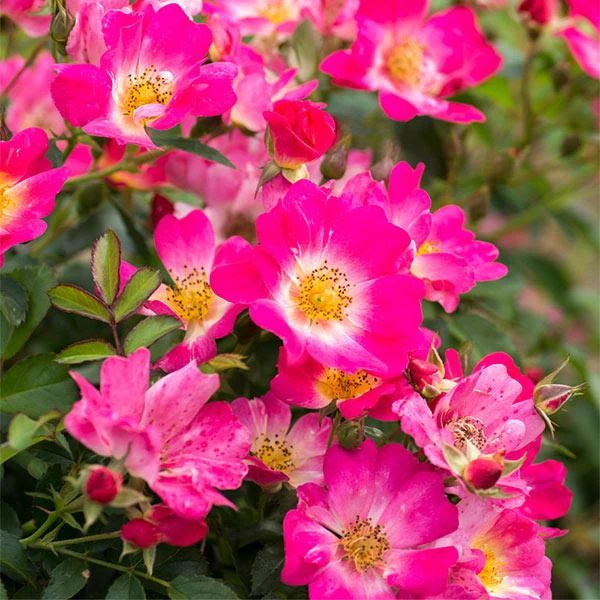 Pink Drift® Rose 3 Pink Drift® Rose
