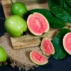 Tropical Pink Guava Tree 2 Tropical Pink Guava Tree -Garden Plant Store Pink Guava FGT 600x600 241d4b5b 612f 43eb 9e6d a98136a2444d