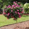 Pink Knock Out® Rose Tree 2 Pink Knock Out® Rose Tree -Garden Plant Store Pink Knockout Rose Tree FGT 600x600 04388905 db60 4ebf 8baa 6e25185dab4b