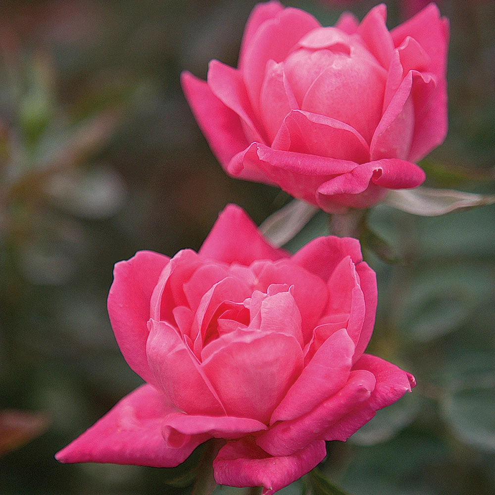 Double Pink Knock Out® Rose 5 Double Pink Knock Out® Rose - Image 3