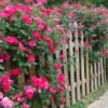 Double Pink Knock Out® Rose -Garden Plant Store Pink Knockout Shrub FGT 600x600 407160bc 6cbd 4bfb a426 0fedff3ee3ec