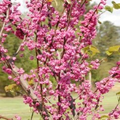 'Pink Pom Poms' Redbud Tree -Garden Plant Store Pink Pom Pom Redbud 2