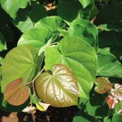 'Pink Pom Poms' Redbud Tree -Garden Plant Store Pink Pom Pom Redbud 4
