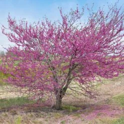 'Pink Pom Poms' Redbud Tree -Garden Plant Store Pink Pom Pom Redbud 5
