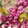 'Pink Pom Poms' Redbud Tree 2 'Pink Pom Poms' Redbud Tree -Garden Plant Store Pink Pom Pom Redbud 600x600 a00001f4 ef81 4d0b 98ff cc2c03ee584a