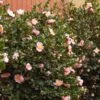 Pink-A-Boo® Camellia Shrub 2 Pink-A-Boo® Camellia Shrub -Garden Plant Store Pink a Boo camellia 600x600 3883eb6d a151 4440 aa86 e2f1f3b3294b
