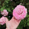 Pinkerbelle™ Rose -Garden Plant Store Pinkerbelle Rose FGT 600x600 be6e8406 d8dc 4685 a65d fbdcdd122191
