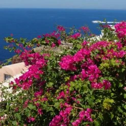 Pink Pixie Bougainvillea 7 Pink Pixie Bougainvillea -Garden Plant Store Pixie Pink BOugainv illea FGT 3