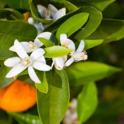 Pixie Mandarin Tree -Garden Plant Store Pixie Mandarin Tree 6