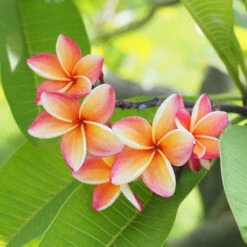 Garden Plant Store -Garden Plant Store Plumeria pink