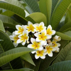 Plumeria 9 Plumeria -Garden Plant Store Plumeria white