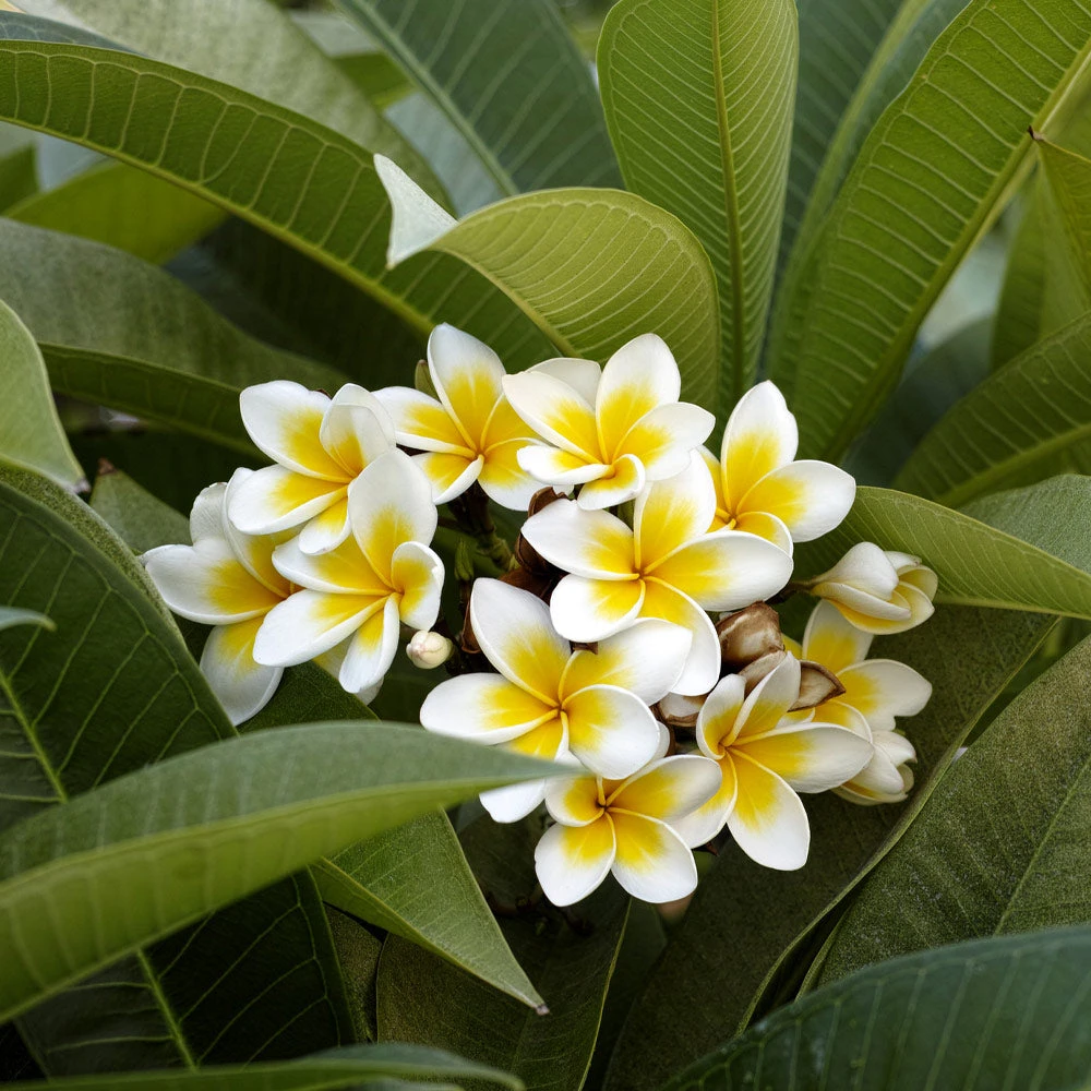 Plumeria 5 Plumeria - Image 3