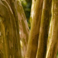 Pink Velour Crape Myrtle -Garden Plant Store Pnk Velour Crape Myrtle