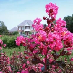 Pink Velour Crape Myrtle -Garden Plant Store Pnk Velour Crape Myrtle 6 FGT