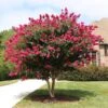 Pink Velour Crape Myrtle -Garden Plant Store Pnk Velour Crape Myrtle FGT 600x600 b03142bb 2ee6 41eb 8c3b 61824ffc7733