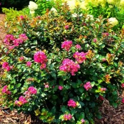 Pocomoke Crape Myrtle 10 Pocomoke Crape Myrtle -Garden Plant Store Pocomoke Crape myrtle 2