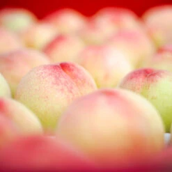 Polly Peach Tree -Garden Plant Store Polly Peach 2