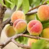 Polly Peach Tree 2 Polly Peach Tree -Garden Plant Store Polly Peach FGT 600x600 1