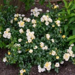Popcorn Drift® Rose 7 Popcorn Drift® Rose -Garden Plant Store Popcorn Drift Rose 3