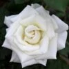Pope John Paul II Rose Shrub 2 Pope John Paul II Rose Shrub -Garden Plant Store Pope John Paul Rose FGT 600x600 0c0da3d4 5c1d 47bc 9e25 5c58543e2d88