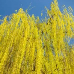 Prairie Cascade Weeping Willow 8 Prairie Cascade Weeping Willow -Garden Plant Store Prarie Cascade Willow 3 FGT
