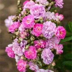 Pretty Polly® Lavender Rose 7 Pretty Polly® Lavender Rose -Garden Plant Store Pretty Polly Lavender 1 FGT