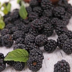 Prime Ark Freedom Blackberry -Garden Plant Store Prime Ark Freedom Blackberries 2 450w