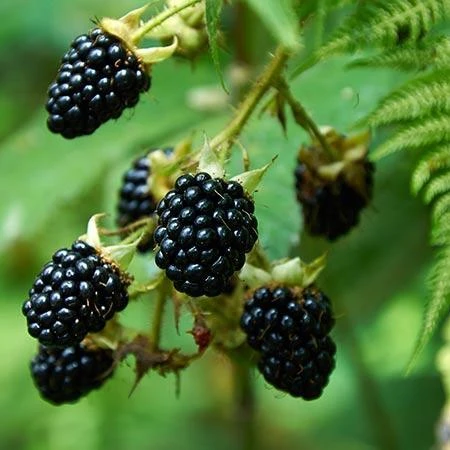Prime Ark Freedom Blackberry - USDA Organic 4 Prime Ark Freedom Blackberry - USDA Organic - Image 2