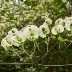 Mexican Flowering Dogwood Tree -Garden Plant Store Pringle Mexican Dogwood 2