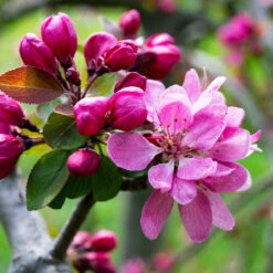 Profusion Crabapple Tree -Garden Plant Store Profussion Crabapple 3 FGT