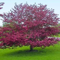Profusion Crabapple Tree -Garden Plant Store Profussion Crabapple 5