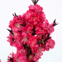 Ruby Ruffle™ Patio Peach Tree -Garden Plant Store Prunus RubyRuffles 2