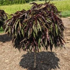 Ruby Ruffle™ Patio Peach Tree -Garden Plant Store Prunus RubyRuffles 3