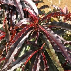 Ruby Ruffle™ Patio Peach Tree -Garden Plant Store Prunus RubyRuffles 6