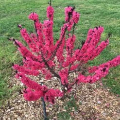 Ruby Ruffle™ Patio Peach Tree -Garden Plant Store Prunus RubyRuffles 7