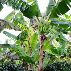 Puerto Rican Plantain Banana Tree 14 Puerto Rican Plantain Banana Tree -Garden Plant Store Puerto Rican Plantain Banana Tree 10