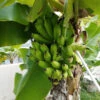 Puerto Rican Plantain Banana Tree 1 Puerto Rican Plantain Banana Tree -Garden Plant Store Puerto Rican Plantain Banana Tree 600x600 ddb0a822 8a0f 4f43 b9b1 2cbae1c185de