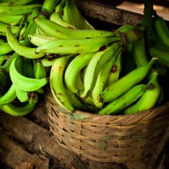 Puerto Rican Plantain Banana Tree 13 Puerto Rican Plantain Banana Tree -Garden Plant Store Puerto Rican Plantain Banana Tree 9