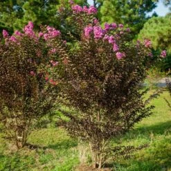 Black Diamond® Crape Myrtle - Purely Purple™ -Garden Plant Store Purely Purple 3