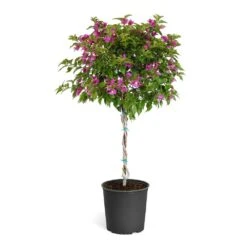 New River Purple Bougainvillea -Garden Plant Store Purple Bougainvillea Tree