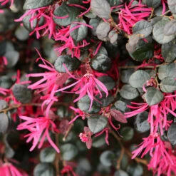 Purple Daydream® Dwarf Loropetalum -Garden Plant Store Purple Daydream Loropetalum 1