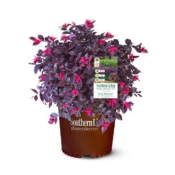 Purple Daydream® Dwarf Loropetalum -Garden Plant Store Purple Daydream Loropetalum 2
